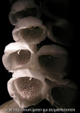 Digitalis bei Nacht