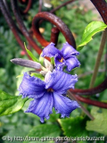 tubulosa Cassandra