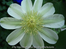 Guernsey Cream