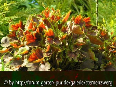 Heuchera americana _Garnet /defekte Datei?