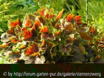 Heuchera americana _Garnet /defekte Date