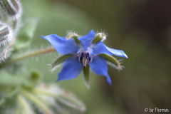 Borretsch - Blüte