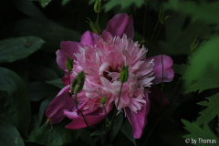 Päonie Blüte verspätet