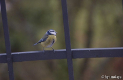 blaumeise