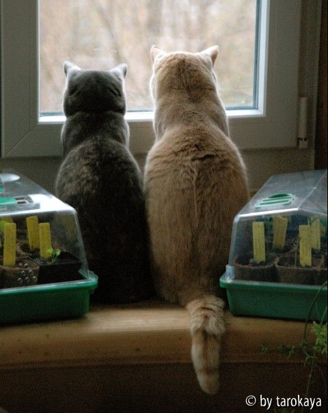 momo & armani