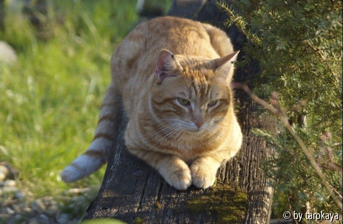 findus