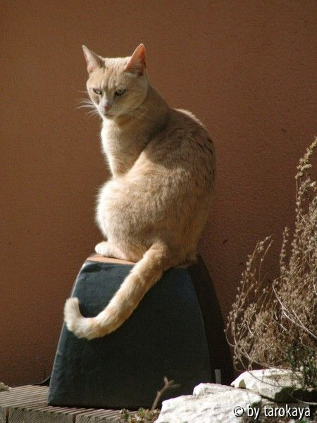 agualita grande dame