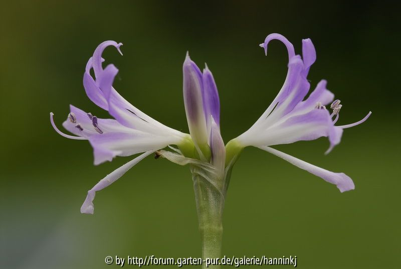 Griffinia liboniana