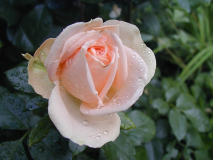 Champagnerperle