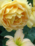 Golden Celebration 1