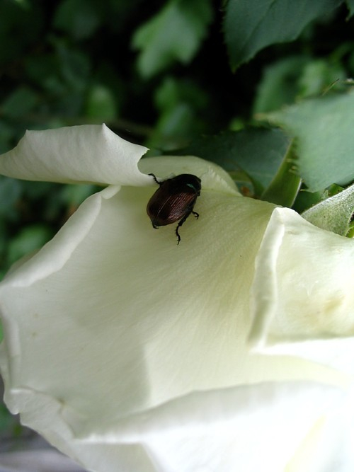 Käfer auf Rose