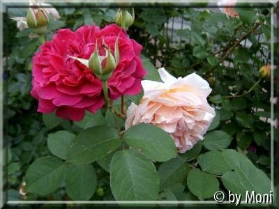 William Shakespeare und Abraham Darby
