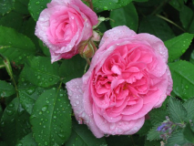 Gertrude Jekyll 1