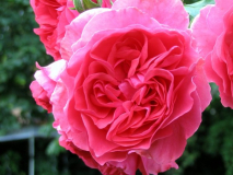 Rosarium Uetersen 1