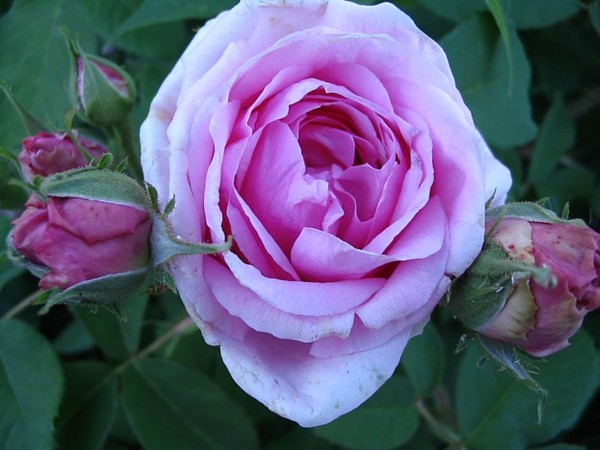 Mme. Knorr 1