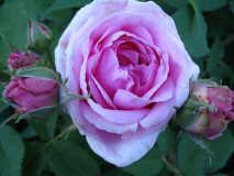 Mme. Knorr 1