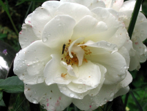 Schneewittchen 1