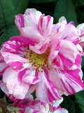 Unbekannte Rose