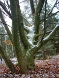 13_Dezember 2008 143,kl_17,dicke Buche,