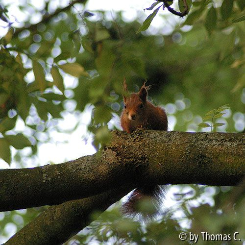 Eichhörnchen in der Esche