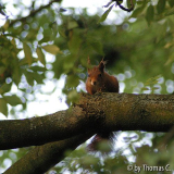 Eichhörnchen in der Esche