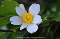 Camellia oleifera