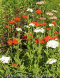 Lychnis chalzedonica