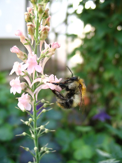 Hummel 1