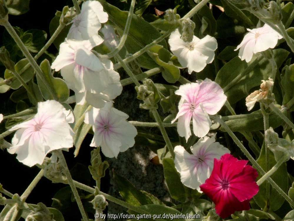 Lychnis coronaria