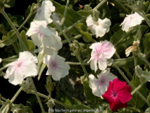 Lychnis coronaria