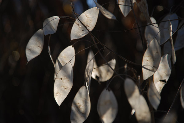 Lunaria rediviva