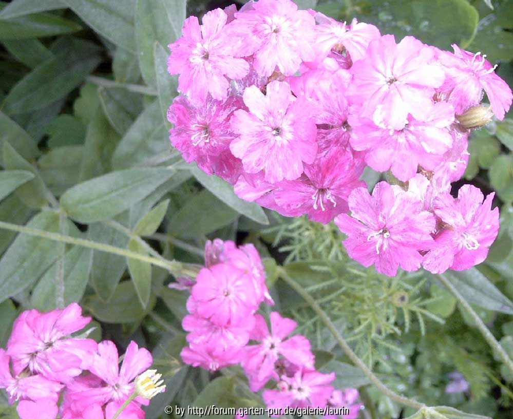 Lychnis flos-jovis