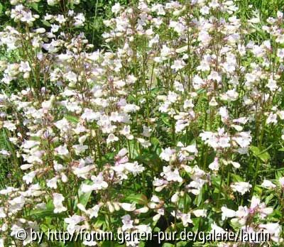 Penstemon digitalis