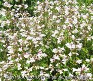 Penstemon digitalis
