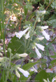 Penstemon hirsutus Albus