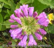 Penstemon serrulatus