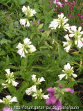 Penstemon serrulatus Albus