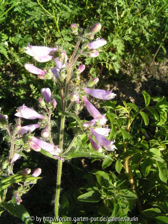Penstemon hirsutus