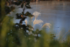 Teich