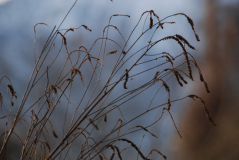 Sanguisorba