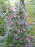 Phlomis Spezies 2