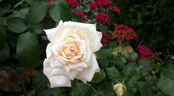 Unbekannte Rose 10