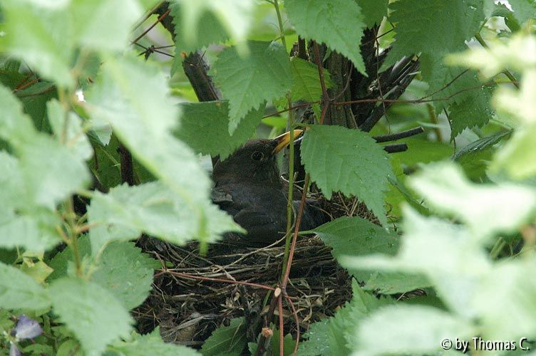 Amselnest 06 - Weiterbrüten nach dem ersten Schlüpfen