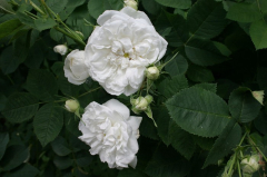 Unbekannte Rose 9