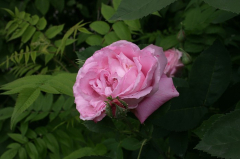 Unbekanne Rose 8