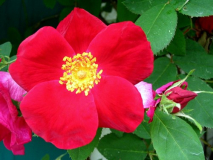 Unbekannte Rose 7