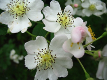 Unbekannte Rose 6