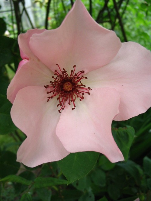 Unbekannte Rose 5