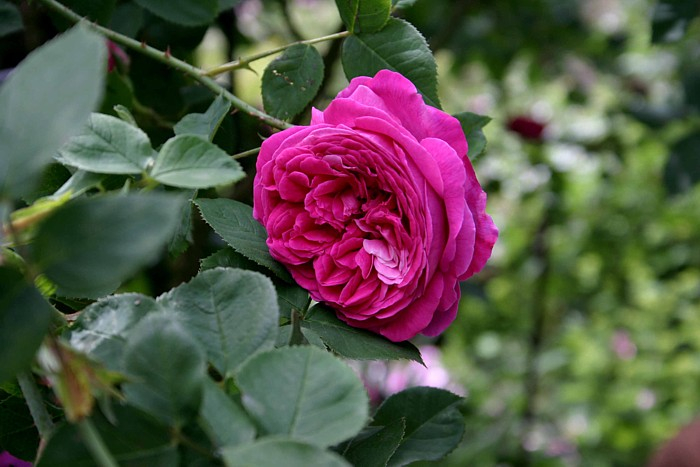 Unbekannte Rose 4