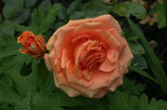 Unbekannte Rose 3